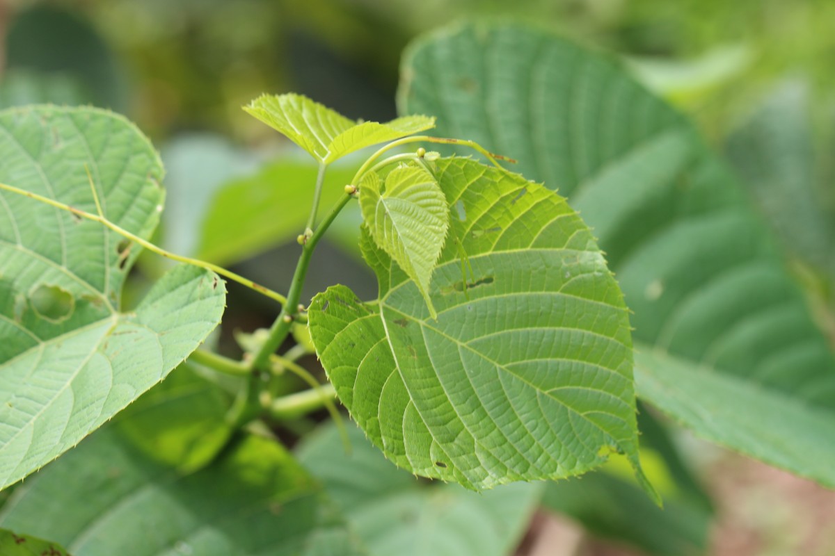 Cissus latifolia Lam.